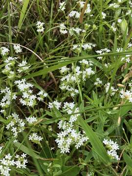 Plancia ëd Valerianella nuttallii (Torr. & Gray) Walp.