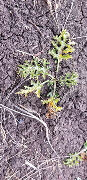 Image of Solanum papaverifolium Symon