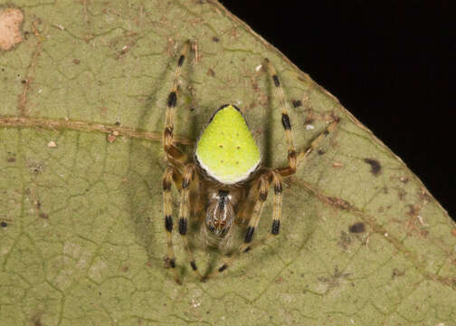 Image of Eriophora nephiloides (O. Pickard-Cambridge 1889)