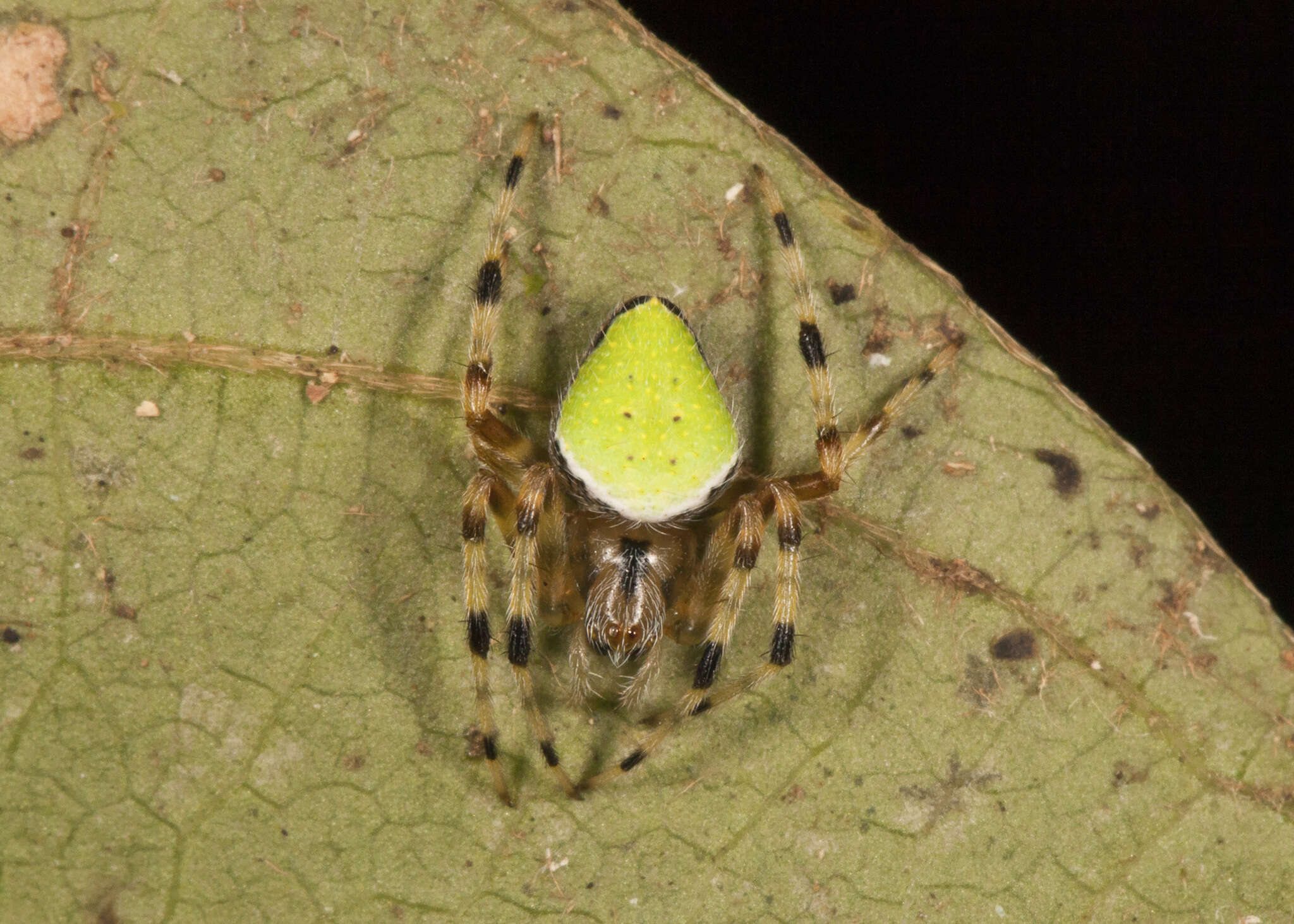 Image of Eriophora nephiloides (O. Pickard-Cambridge 1889)