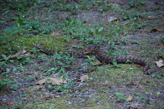 Image of Black massasauga