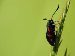 Image of Zygaena trifolii Esper 1783