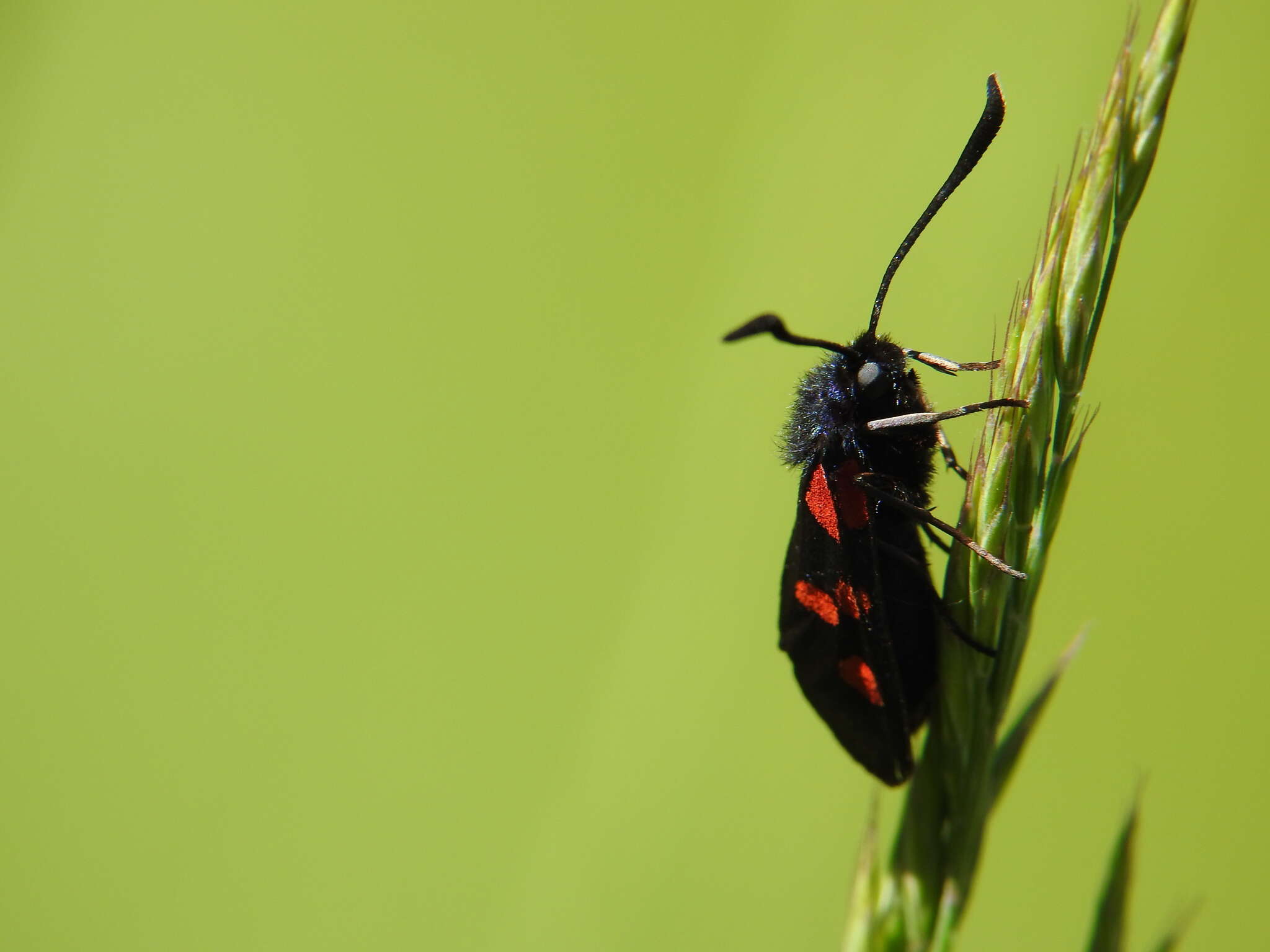 Image of Zygaena trifolii Esper 1783