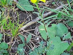 Image of Linum mucronatum subsp. armenum (Bordzil.) P. H. Davis