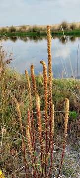 Image of Lawrencia spicata Hook.