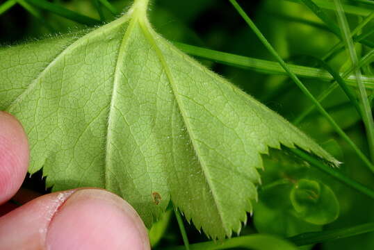 صورة Alchemilla lindbergiana Juz.