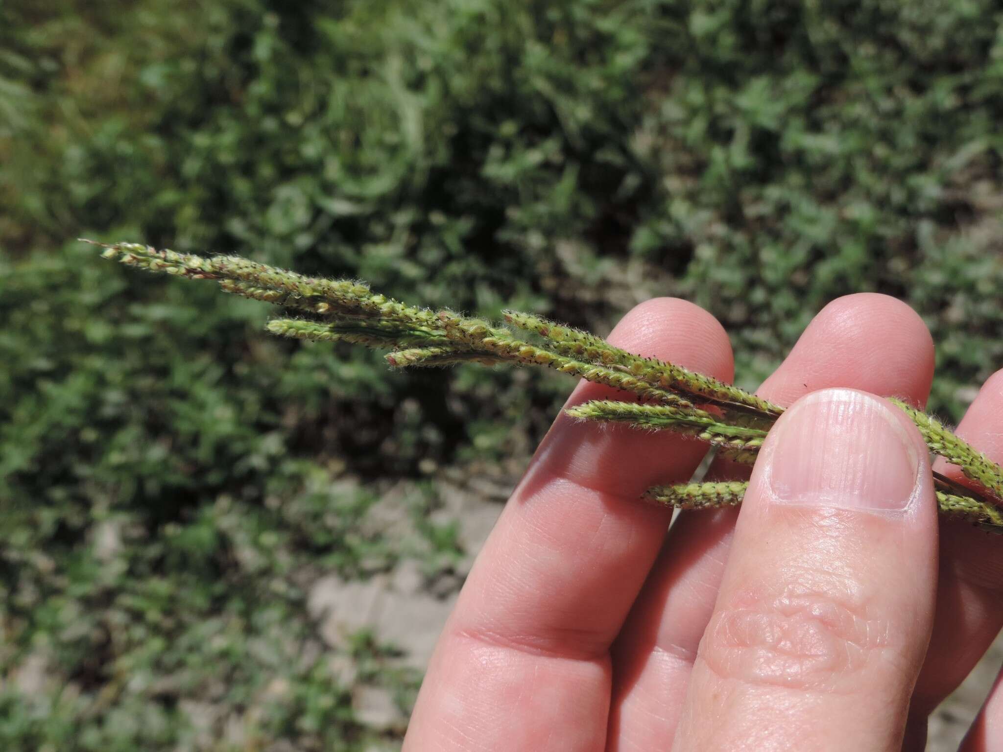 Image de Paspalum urvillei Steud.