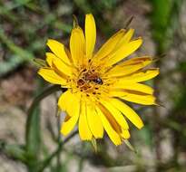 Image of Tragopogon pratensis subsp. pratensis