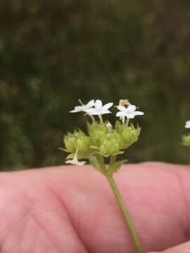 Plancia ëd Valerianella nuttallii (Torr. & Gray) Walp.