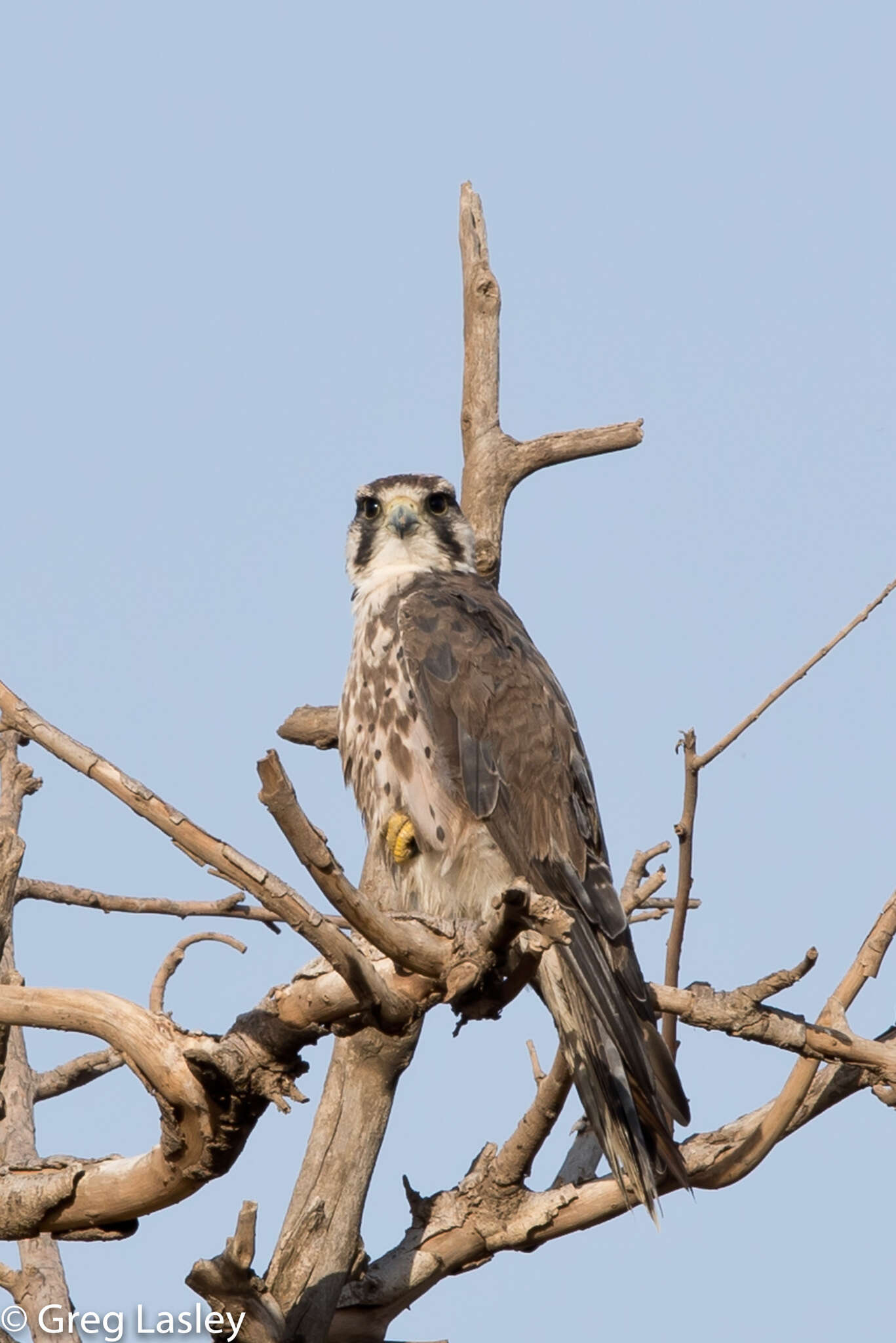 Image of Lanner Falcon