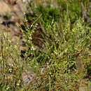 Image of Clutia ericoides Thunb.