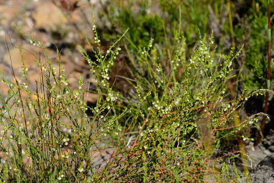 Image of Clutia ericoides Thunb.