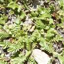 Image of Acaena buchananii Hook. fil.