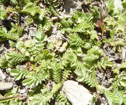 Image of Acaena buchananii Hook. fil.