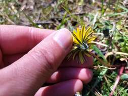 Image of Taraxacum rubicundum (Dahlst.) Dahlst.