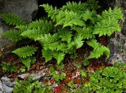 Image of Polystichum cystostegia (Hook.) Armstr.