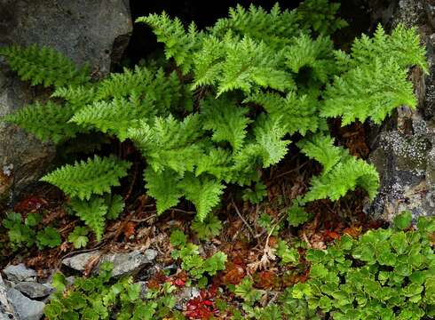 Image of Polystichum cystostegia (Hook.) Armstr.