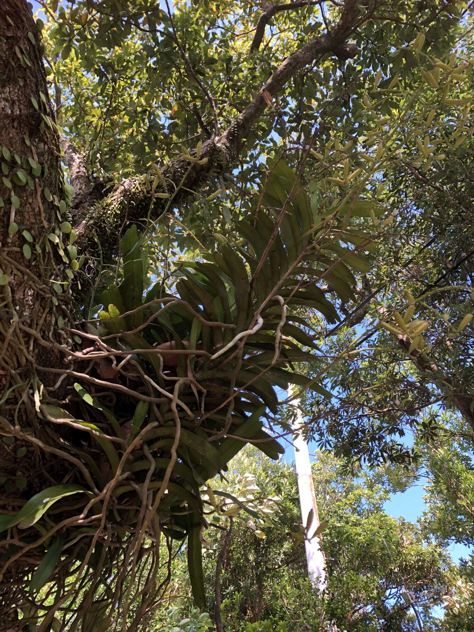 Imagem de Cleisostoma paniculatum (Ker Gawl.) Garay