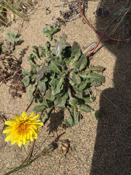 Image of woolly goat chicory