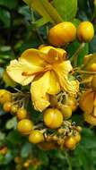 Senna latifolia (G. Mey.) H. S. Irwin & Barneby resmi