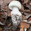 Image of Amanita roanokensis Coker 1927