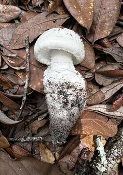 Image of Amanita roanokensis Coker 1927