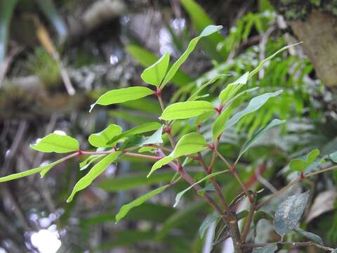 Zanthoxylum melanostictum Schltdl. & Cham.的圖片