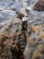 Image of Ornithogalum geniculatum Oberm.