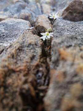 Image de Ornithogalum geniculatum Oberm.