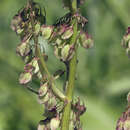 Rumex gmelinii Turcz.的圖片