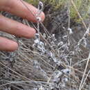 Image of Hottentot's bedding