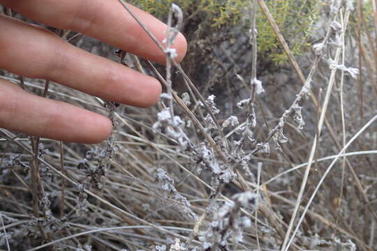 Image of Hottentot's bedding