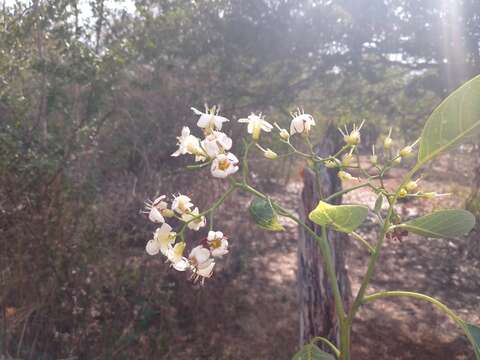 صورة Bourreria pulchra Millsp. ex Greenman