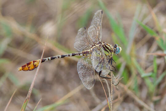 صورة Dromogomphus spoliatus (Hagen ex Selys 1858)