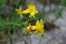 Image of straggling St. Johnswort