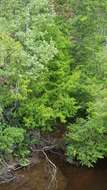 Image of Huon pine