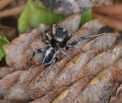 Image of Habronattus kubai (Griswold 1979)