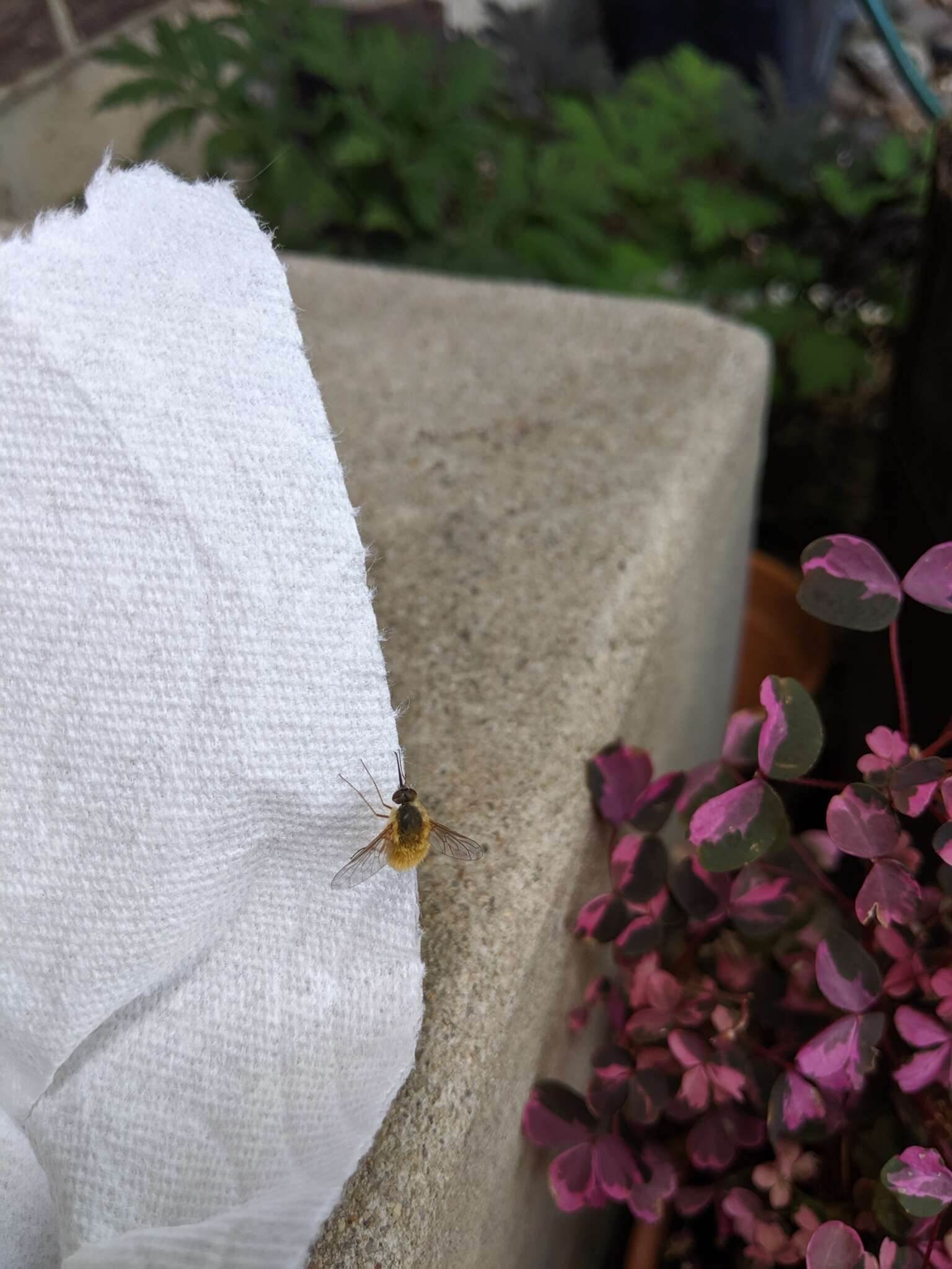 Image of grasshopper bee fly