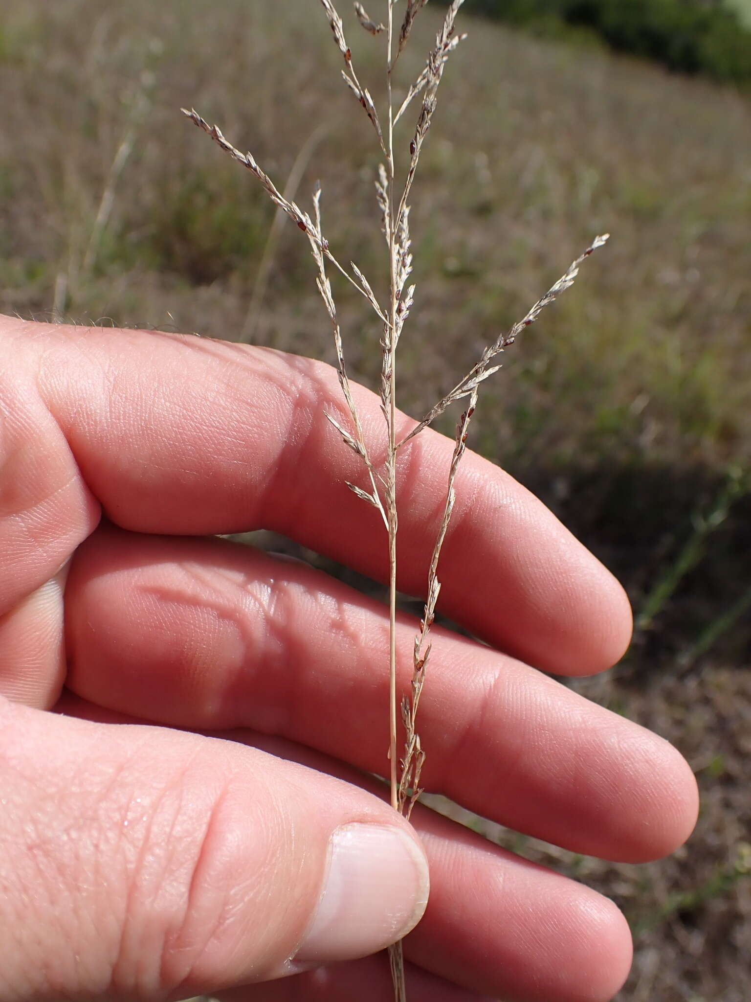 Image of Tough love-grass