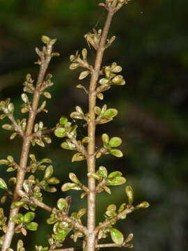 Image of Coprosma parviflora Hook. fil.