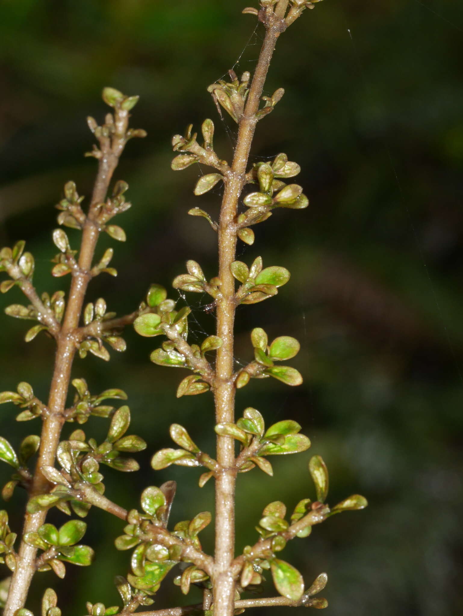 Imagem de Coprosma parviflora Hook. fil.