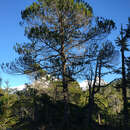 Image of Pinus contorta var. contorta