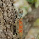 Image de Agama mossambica Peters 1854