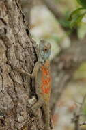 Image of Mozambique Agama