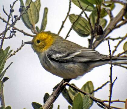 Image of Hermit Warbler