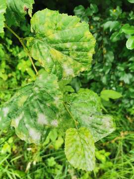 Image of Erysiphe corylacearum U. Braun & S. Takam. 2002