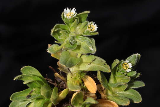 Image of Cerastium behmianum Muschl.