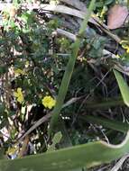 Image of Hibbertia empetrifolia subsp. empetrifolia