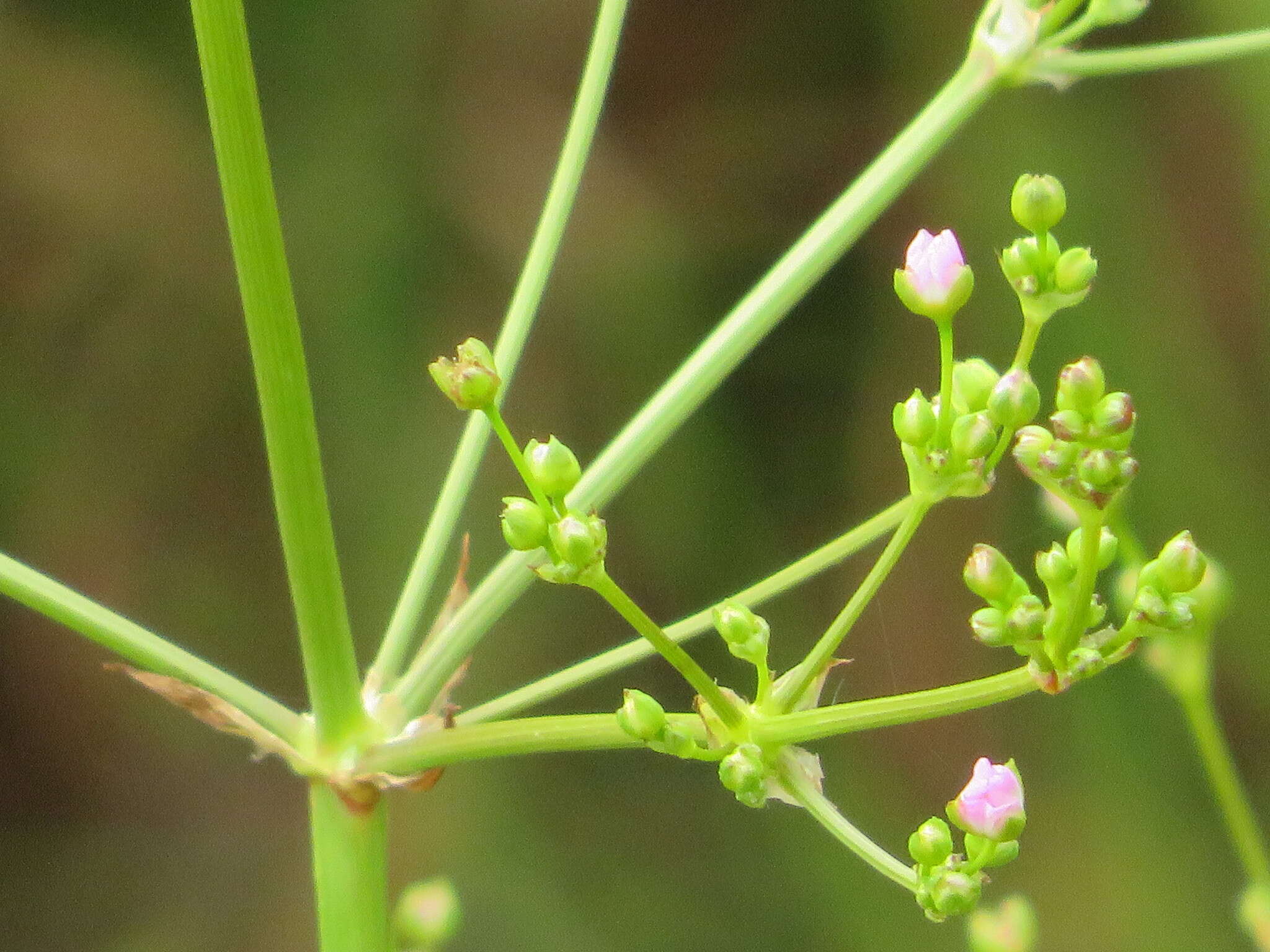 Image of Common Water-plantain