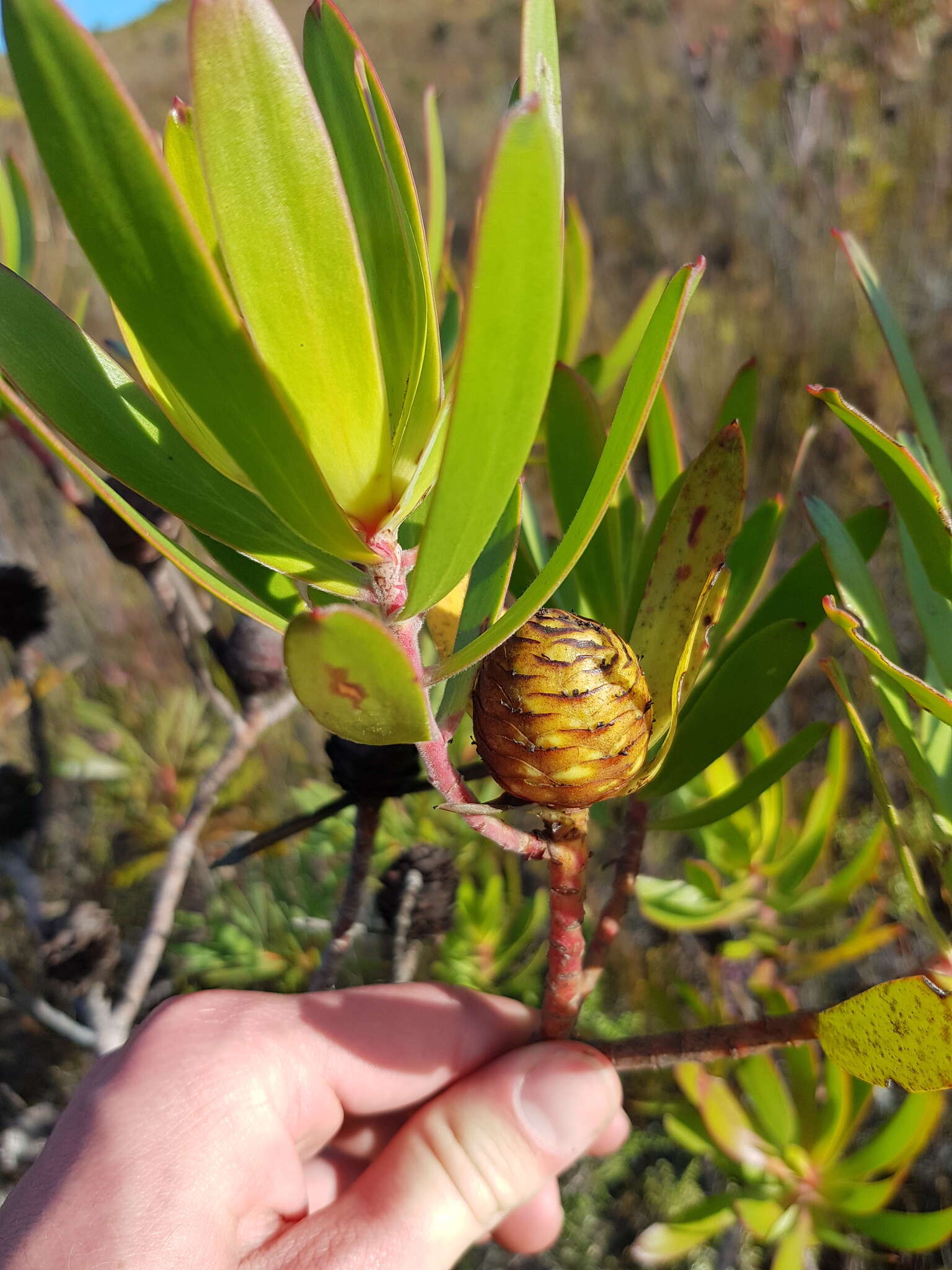 Plancia ëd Leucadendron microcephalum (Gand.) Gand. & Schinz